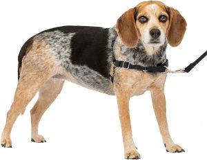 PetSafe Easy Walk Harness, No Pull Harness for Dogs, Adjustable Harness with Included Matching Lead SMALL